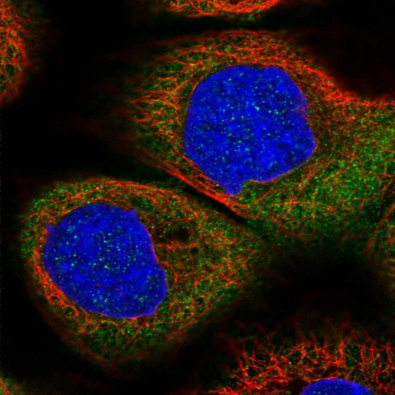 Immunocytochemistry/ Immunofluorescence DHX29 Antibody - BSA Free