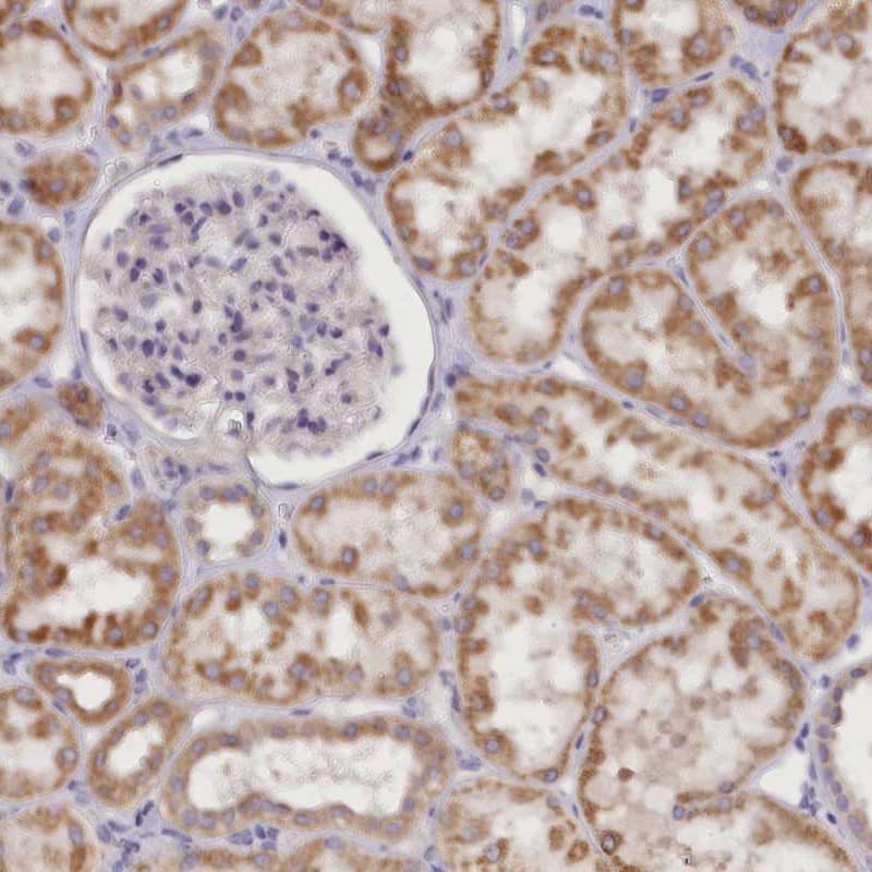 Immunohistochemistry-Paraffin DCUN1D1 Antibody - BSA Free