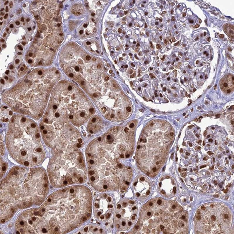 Staining of human kidney shows strong cytoplasmic/nuclear positivity in cells in tubules and nuclear positivity in cells in glomeruli.