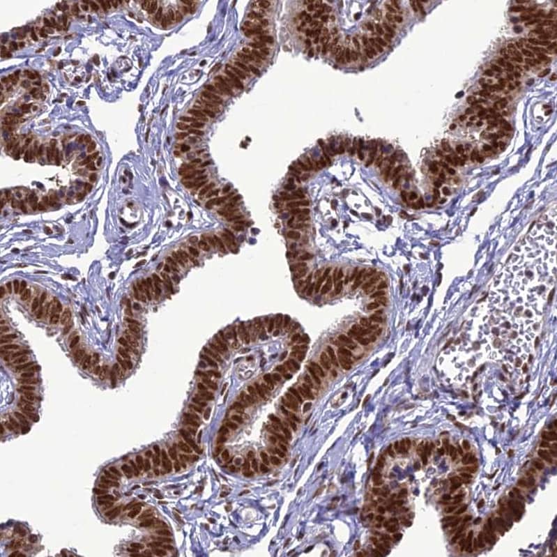 Staining of human fallopian tube shows strong cytoplasmic/nuclear positivity in glandular cells.