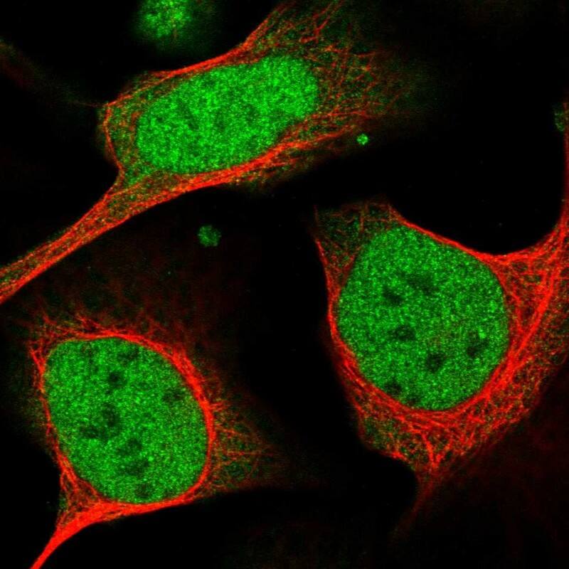 Staining of human cell line U-2 OS shows localization to nucleoplasm.