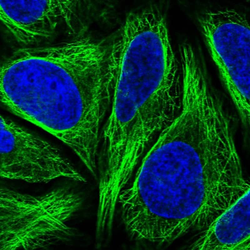 Staining of human cell line U-2 OS shows localization to microtubules.