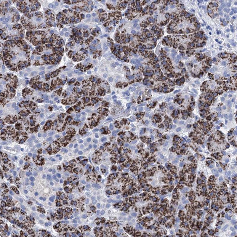 Staining of human pancreas shows strong cytoplasmic positivity in exocrine pancreas.