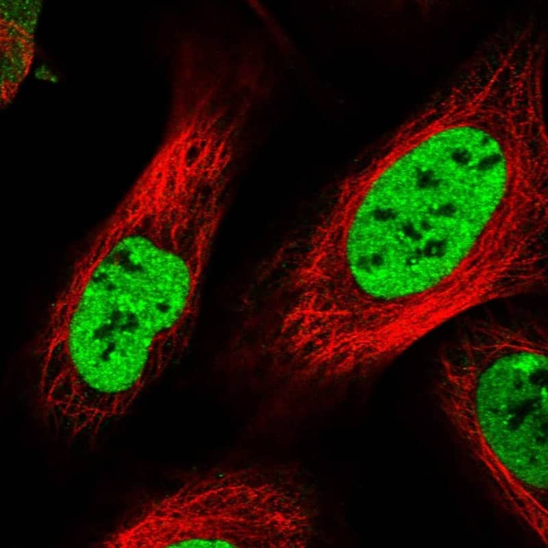 Staining of human cell line U-2 OS shows localization to nucleoplasm.