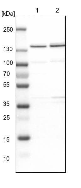 Western Blot DBC1/p30 Antibody