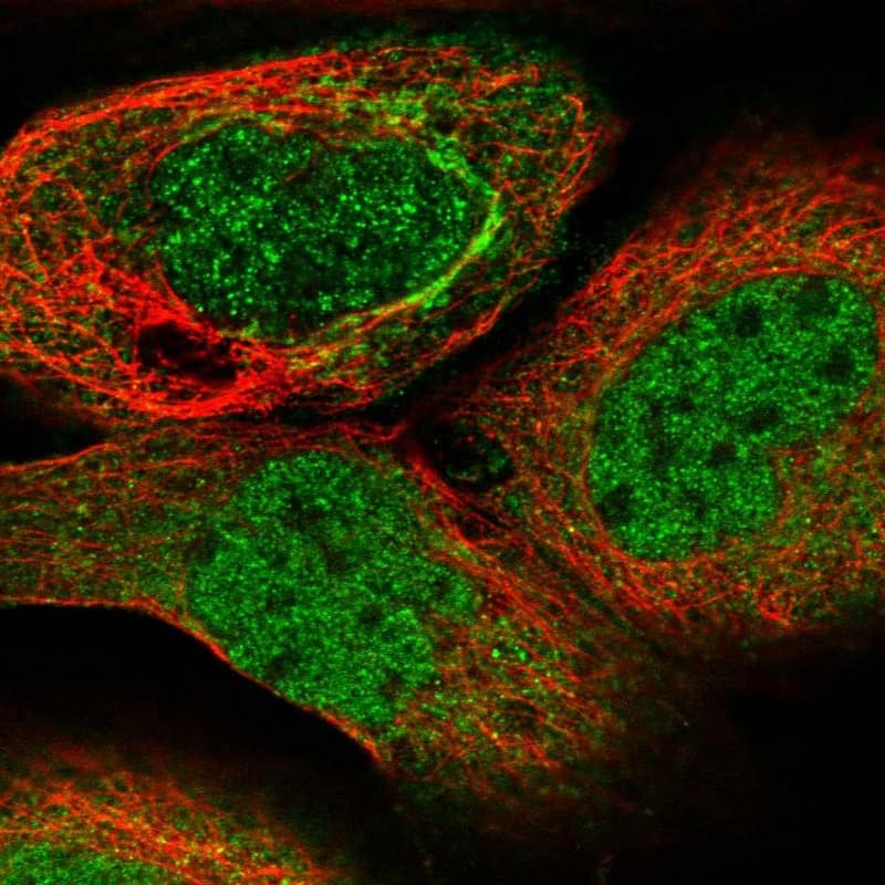 Immunocytochemistry/ Immunofluorescence SPATA7 Antibody