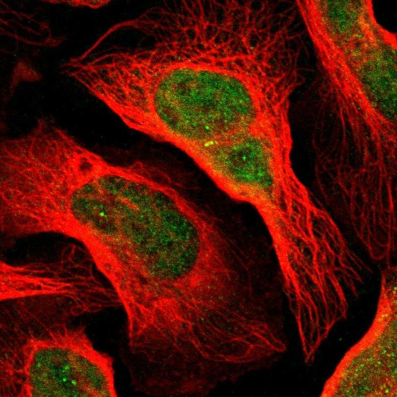 Staining of human cell line U-2 OS shows localization to nucleoplasm.