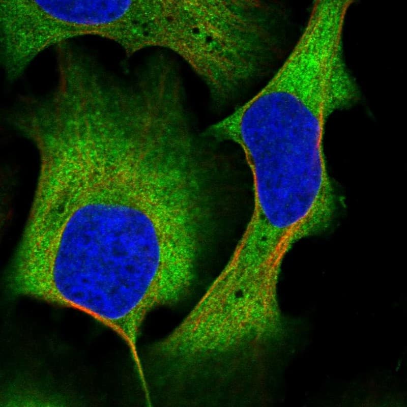 Staining of human cell line U-2 OS shows localization to plasma membrane & cytosol.