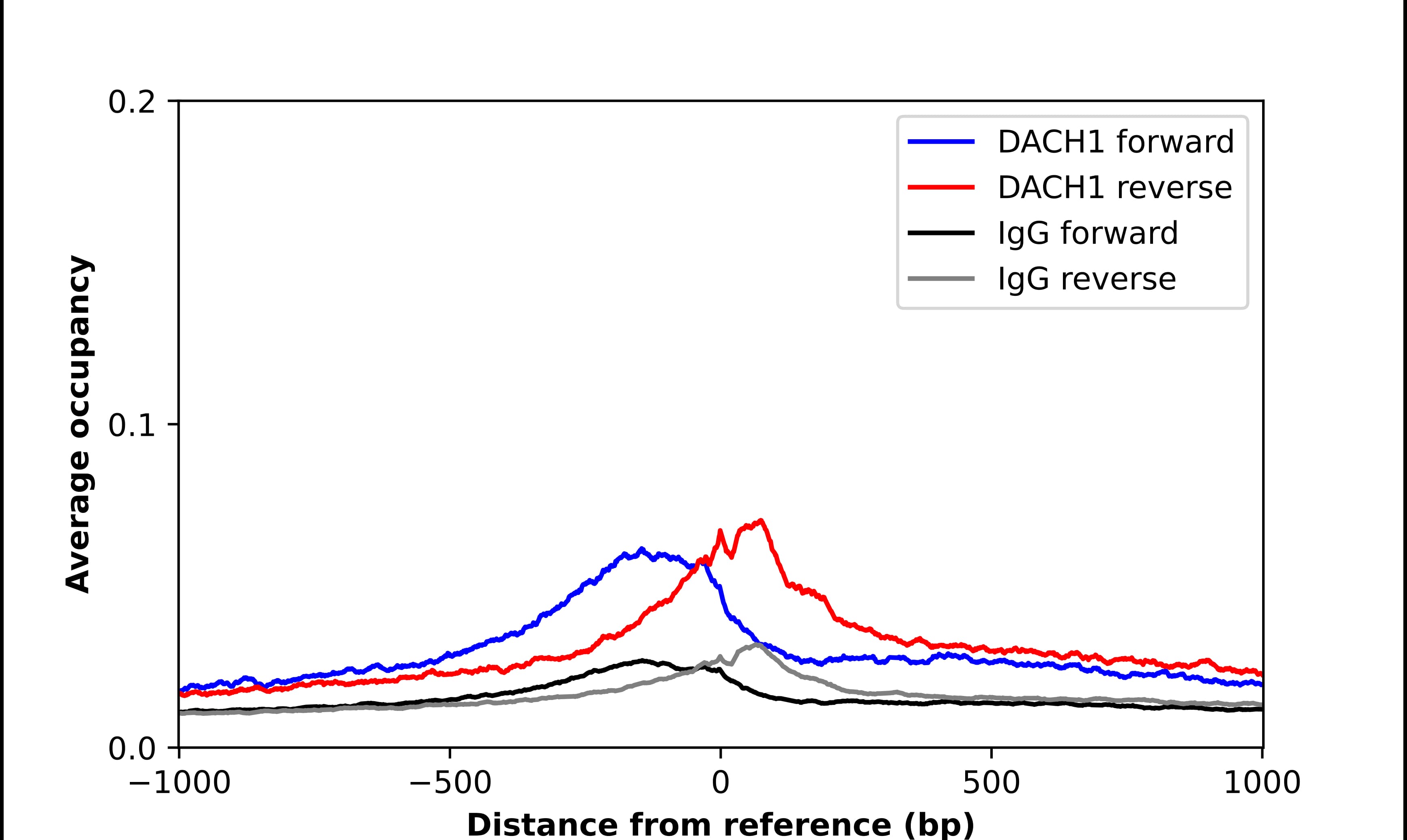 Chromatin Immunoprecipitation DACH1 Antibody - BSA Free