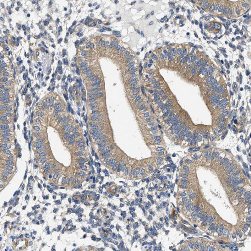 Staining of human endometrium shows moderate cytoplasmic positivity in glandular cells.