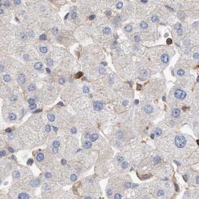 Immunohistochemistry-Paraffin NSP 5 alpha 3 alpha Antibody - BSA Free