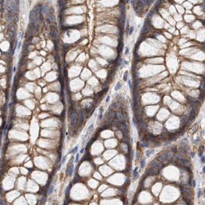 Immunohistochemistry-Paraffin NSP 5 alpha 3 alpha Antibody - BSA Free