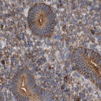 Immunohistochemistry-Paraffin NSP 5 alpha 3 alpha Antibody - BSA Free