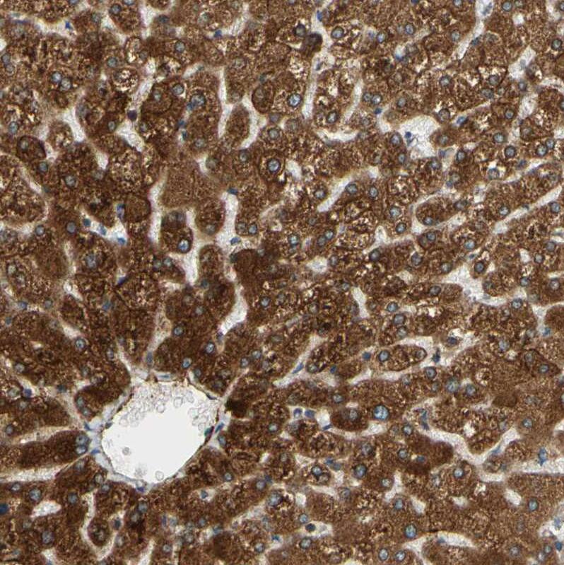 Staining of human liver shows very strong granular cytoplasmic positivity in hepatocytes.