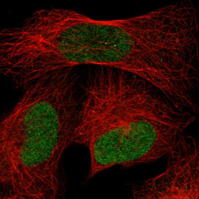 Staining of human cell line U-2 OS shows localization to nucleoplasm.