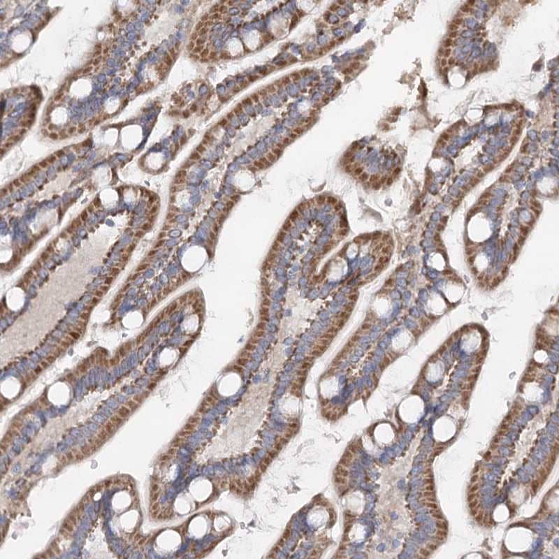 Immunohistochemistry-Paraffin TMEM187 Antibody - BSA Free