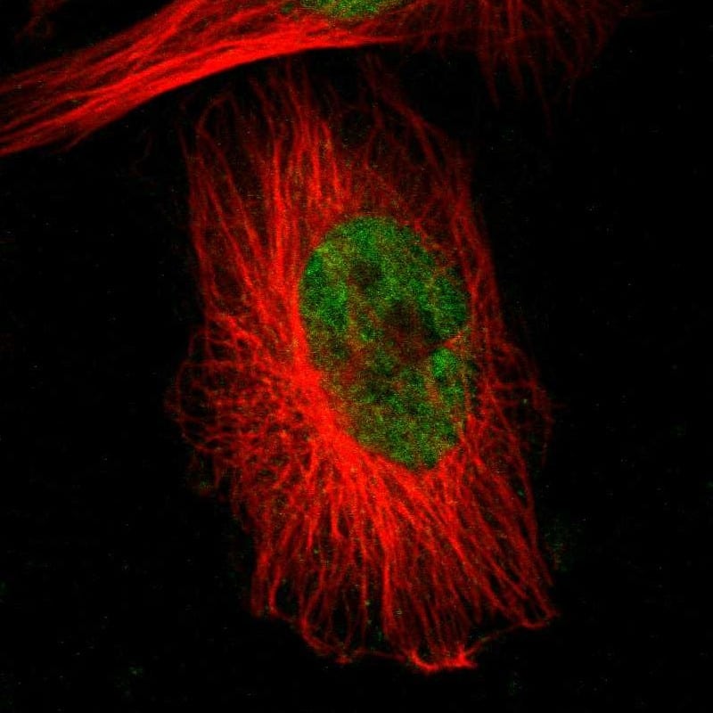 Staining of human cell line U-251 MG shows localization to nucleus.