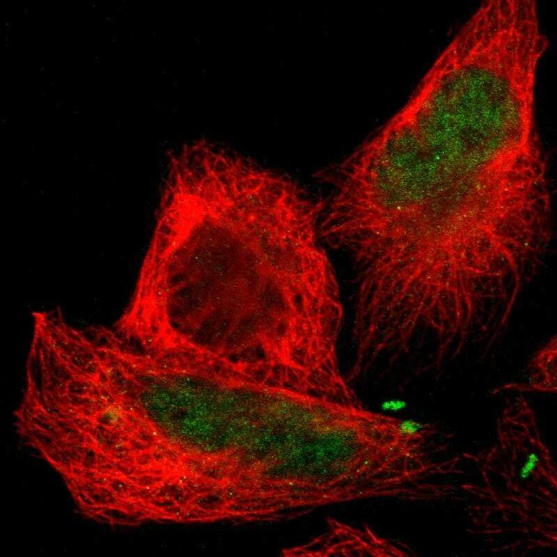 Staining of human cell line U-2 OS shows localization to nucleoplasm.