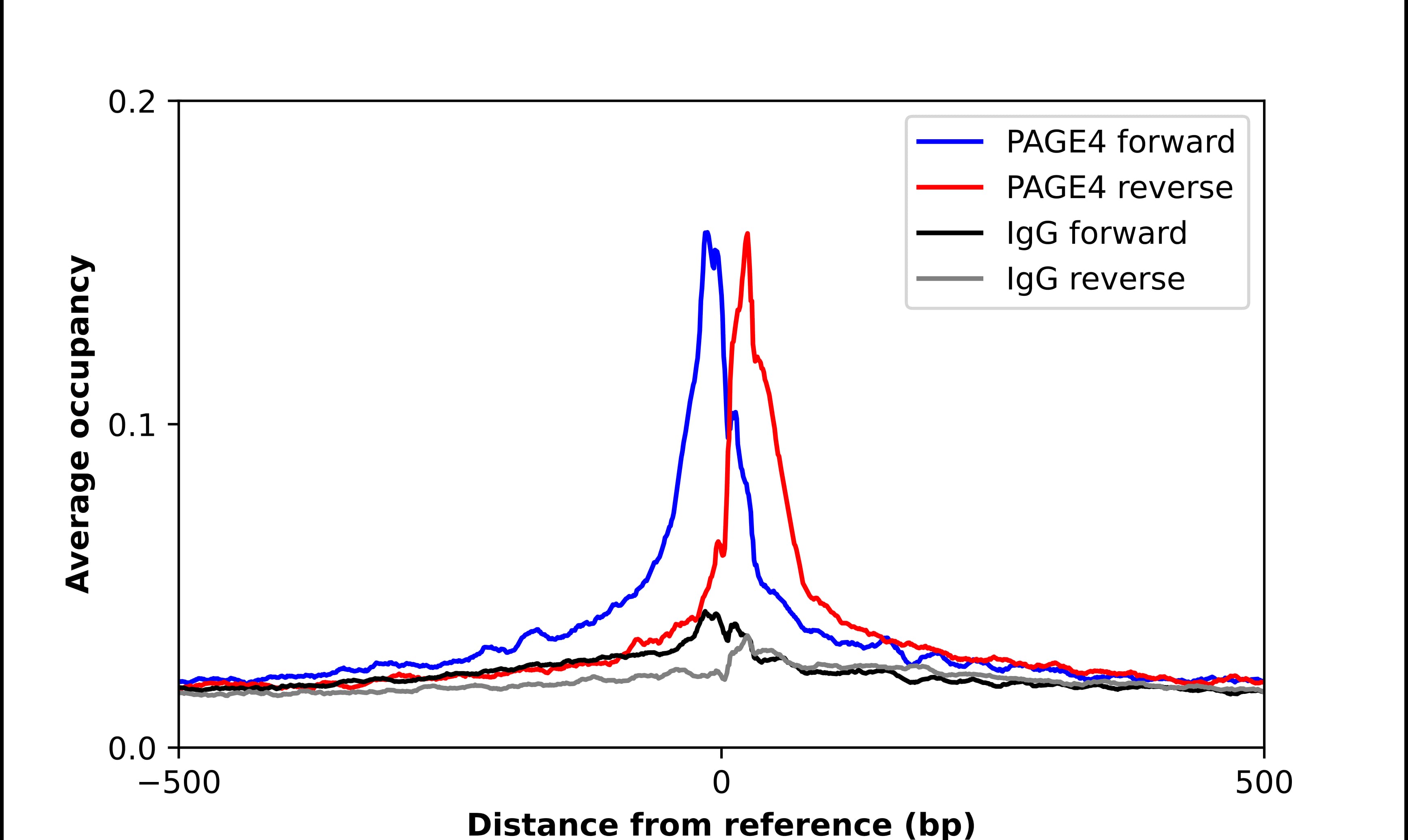 Chromatin Immunoprecipitation PAGE4 Antibody - BSA Free