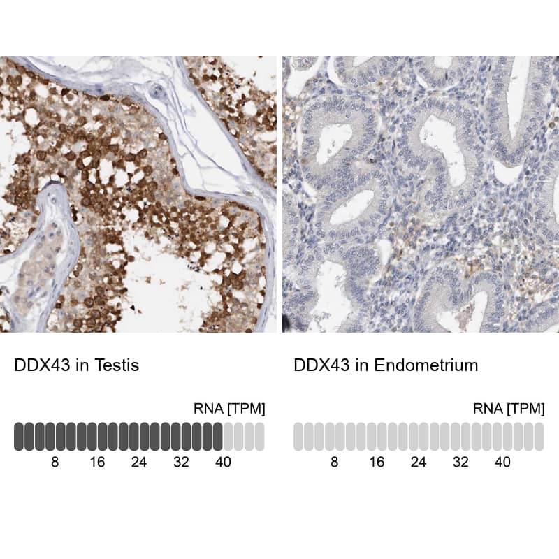 <b>Orthogonal Strategies Validation. </b>Analysis in human testis and endometrium tissues.