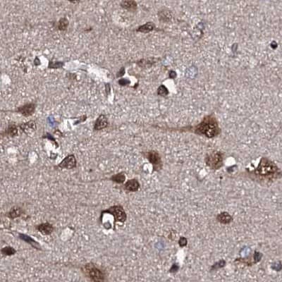 Immunohistochemistry-Paraffin CSTF3 Antibody - BSA Free
