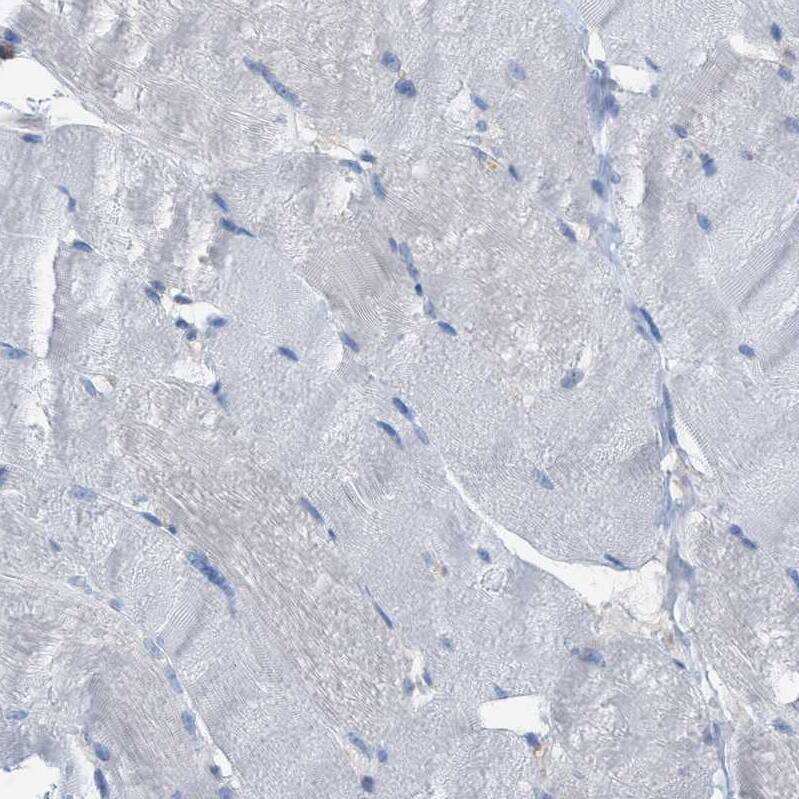 Immunohistochemistry-Paraffin Cystatin B/Stefin B Antibody - BSA Free