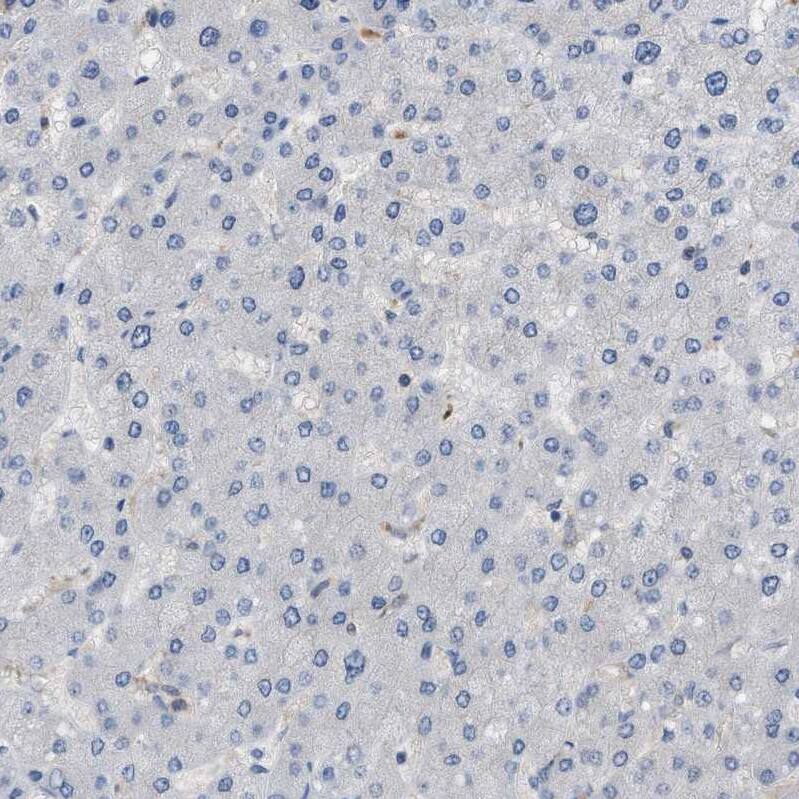 Immunohistochemistry-Paraffin Cystatin B/Stefin B Antibody - BSA Free