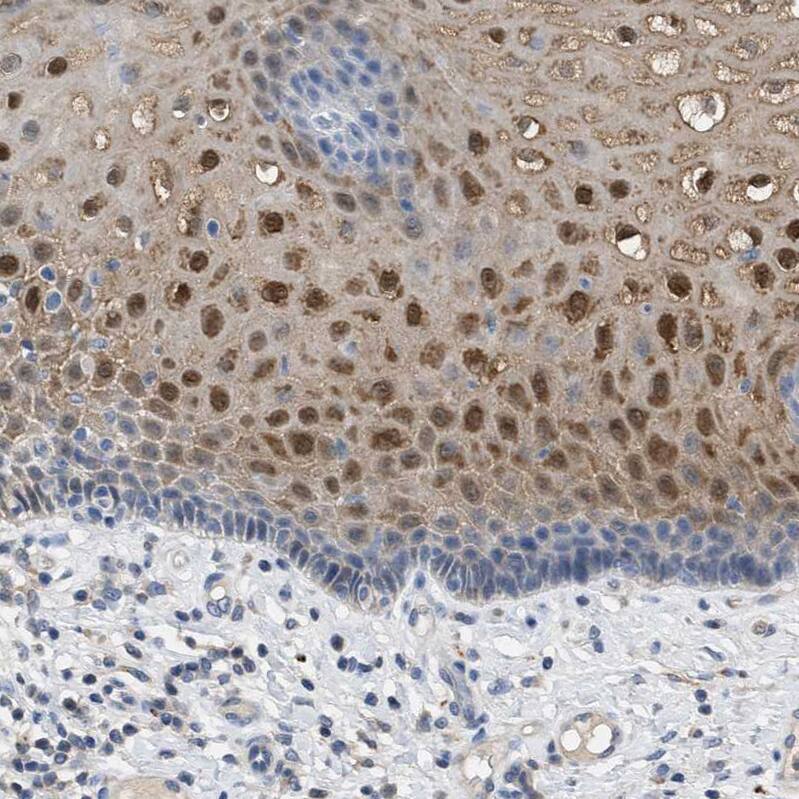 Immunohistochemistry-Paraffin Cystatin B/Stefin B Antibody - BSA Free
