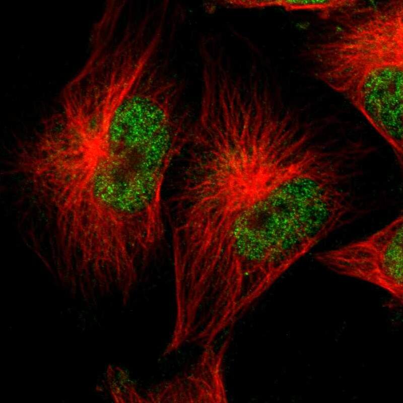 Staining of human cell line U-251 MG shows localization to nucleoplasm.