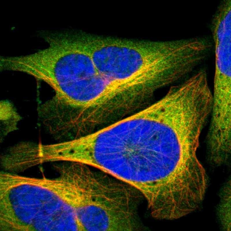 Staining of human cell line U-2 OS shows localization to plasma membrane & cytosol.