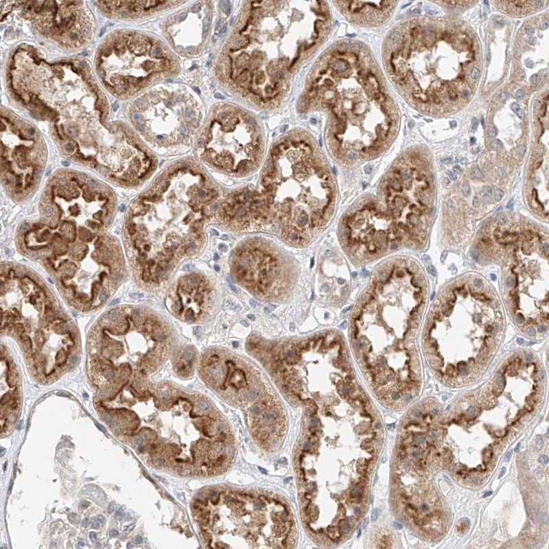 Staining of human kidney shows moderate cytoplasmic staining and luminal membrane positivity in tubules.