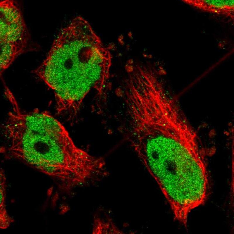 Staining of human cell line U-251 MG shows localization to nucleoplasm.