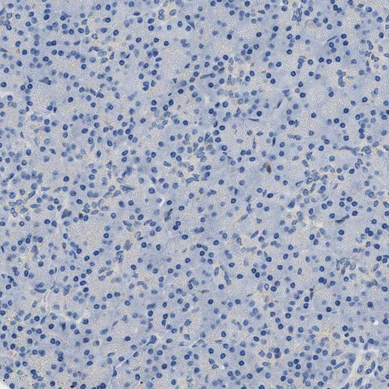 Immunohistochemistry-Paraffin Orai1 Antibody - BSA Free