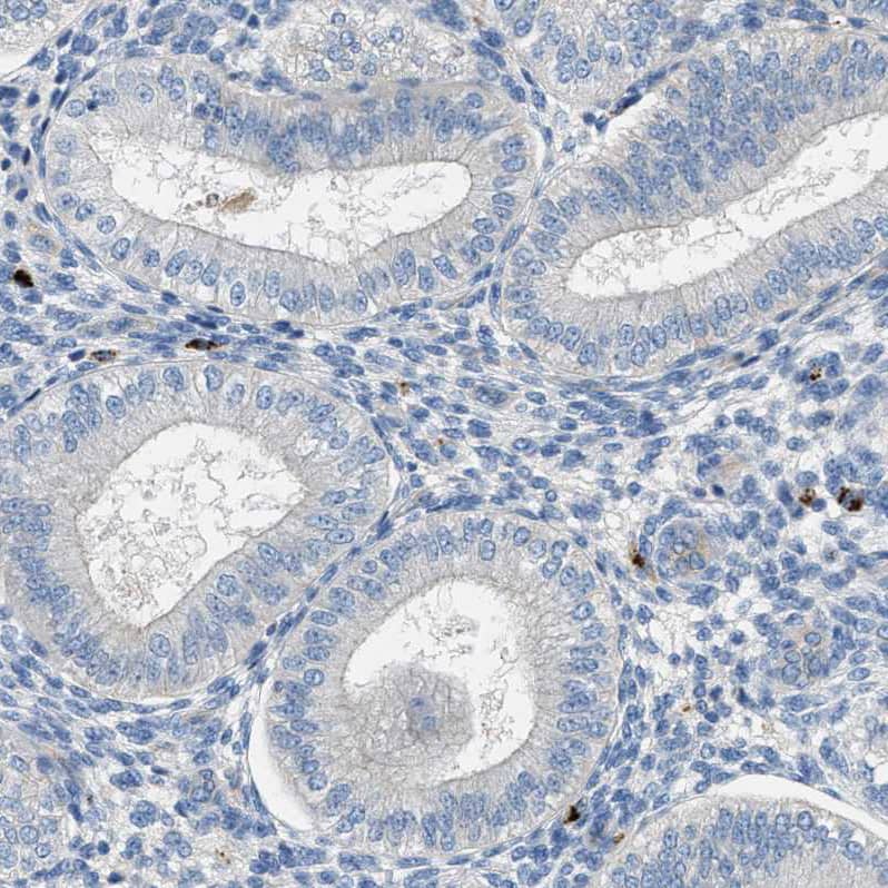 Immunohistochemistry-Paraffin Orai1 Antibody - BSA Free