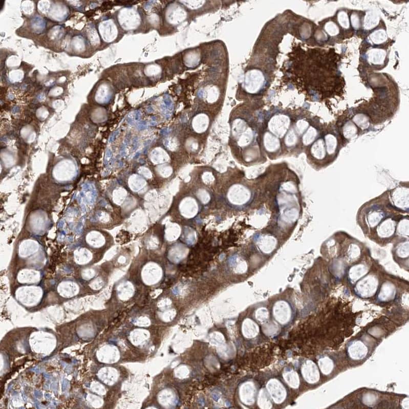 Staining of human small intestine shows strong cytoplasmic positivity in glandular cells.