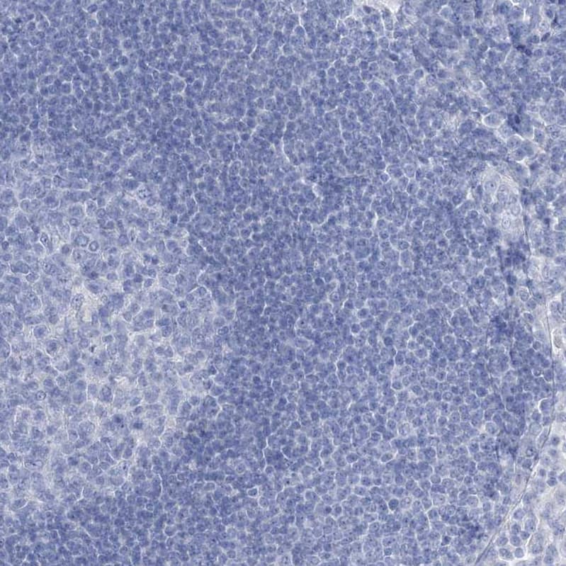 Staining of human lymph node shows no positivity in non-germinal center cells as expected.