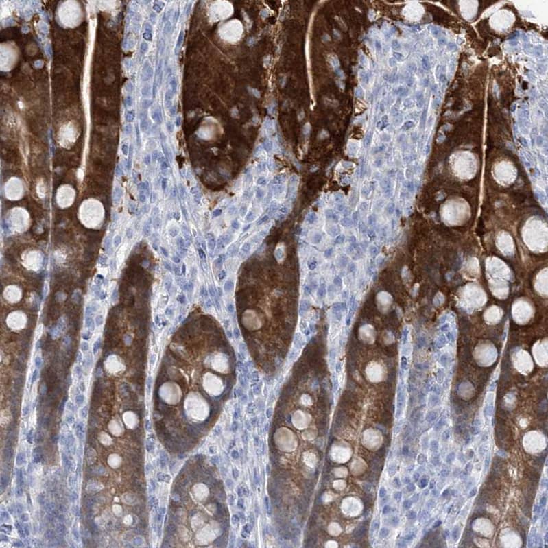 Staining of human duodenum shows strong cytoplasmic positivity in glandular cells.