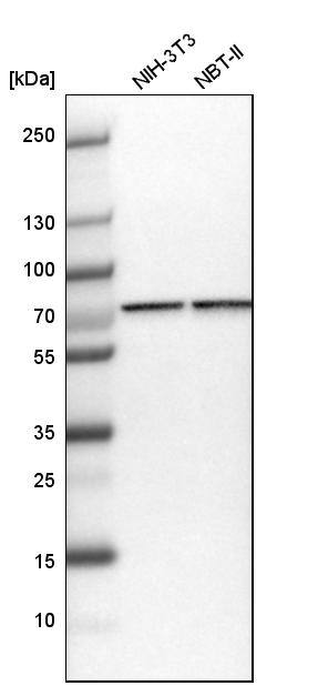 Analysis in mouse cell line NIH-3T3 and rat cell line NBT-II.