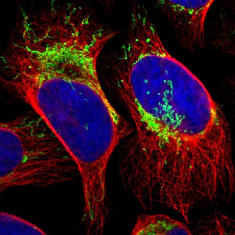 Staining of human cell line U-2 OS shows localization to mitochondria.