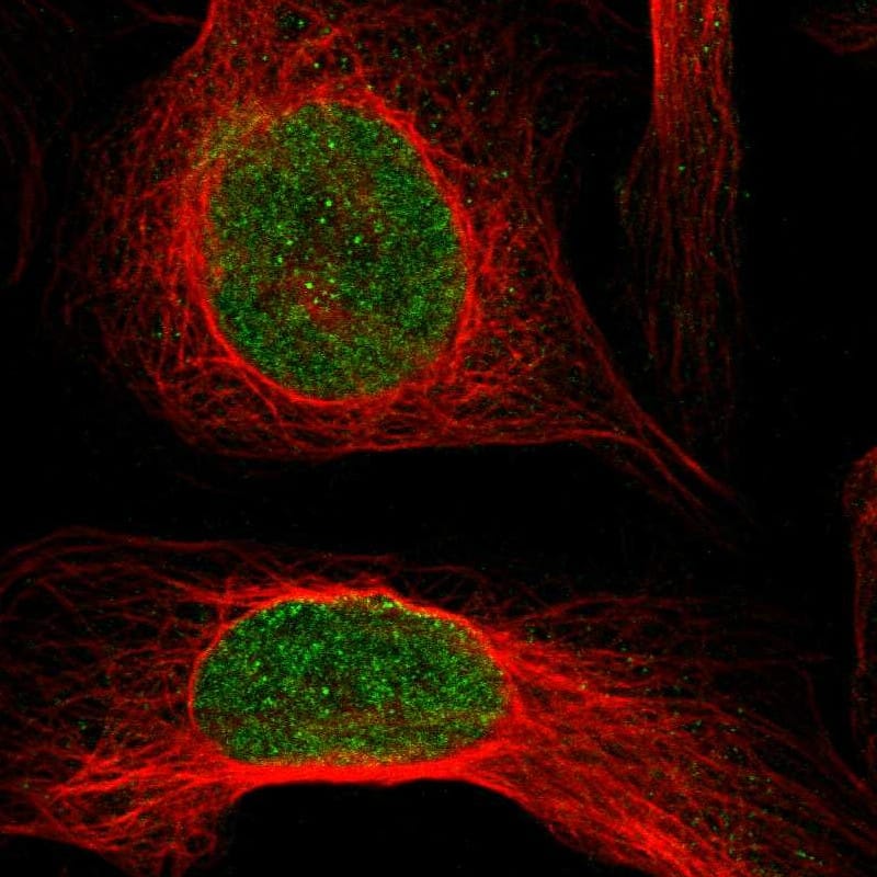 Staining of human cell line U-2 OS shows localization to nucleoplasm.