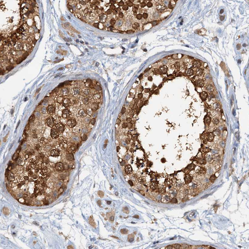 Staining of human testis shows strong nuclear and cytoplasmic positivity in cells in seminiferous ducts.