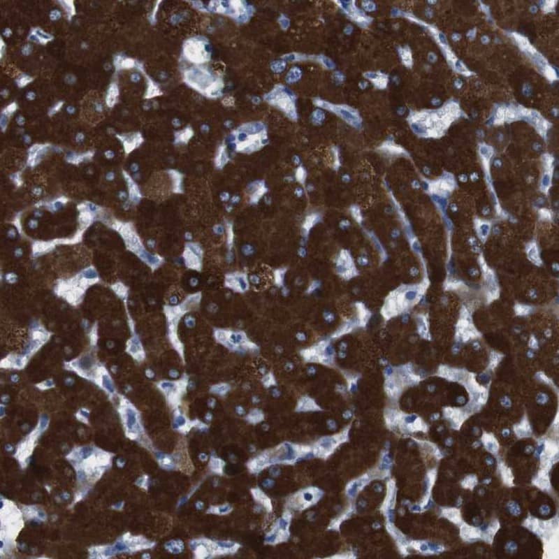 Immunohistochemistry-Paraffin Cytochrome P450 2C9 Antibody - BSA Free