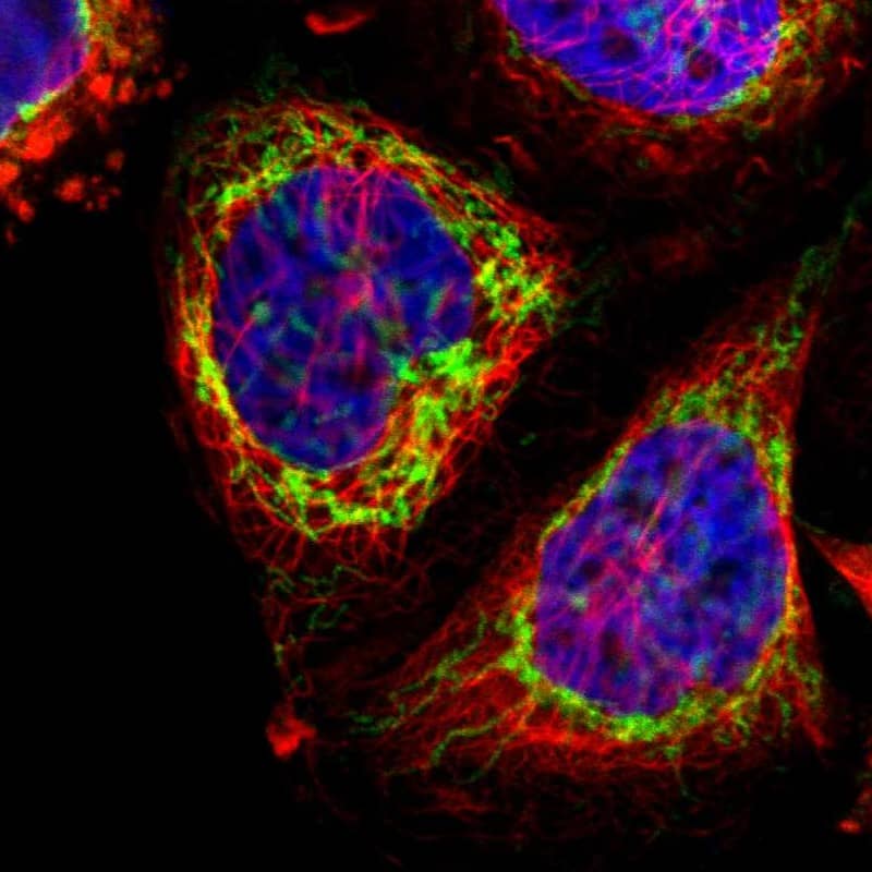 Staining of human cell line A-431 shows localization to mitochondria.