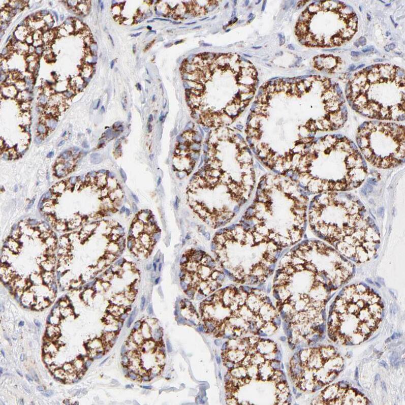 Staining of human duodenum shows strong cytoplasmic/cytoplasmic granular positivity in glandular cells.