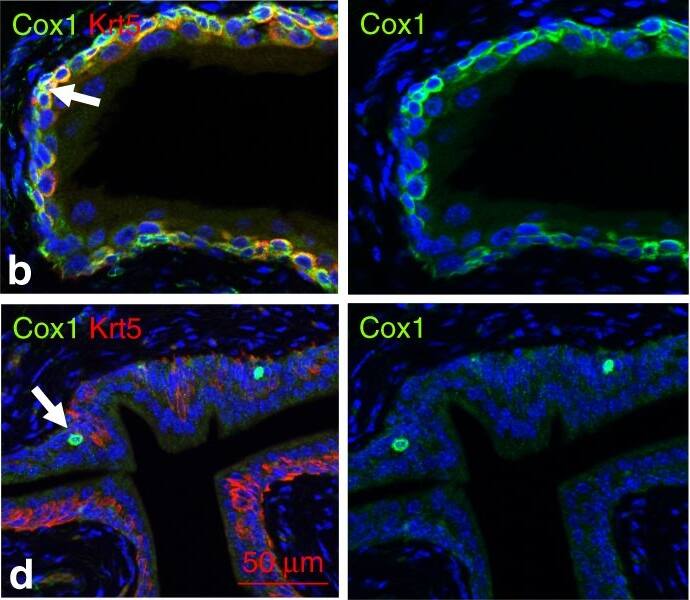 Immunocytochemistry/ Immunofluorescence COX-1 Antibody - BSA Free