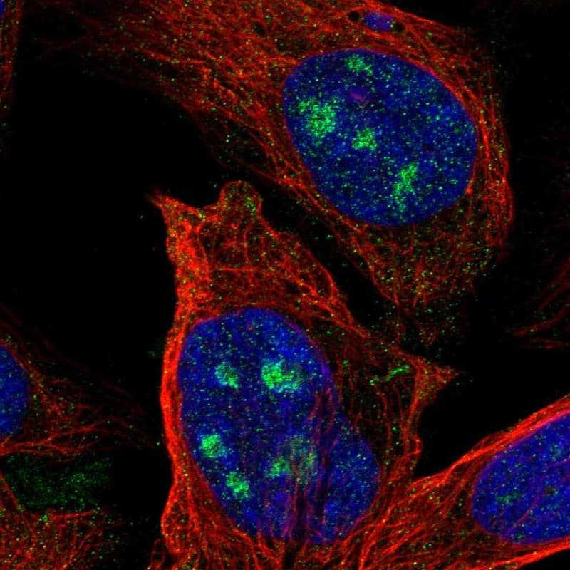Staining of human cell line U-2 OS shows localization to nucleoli.