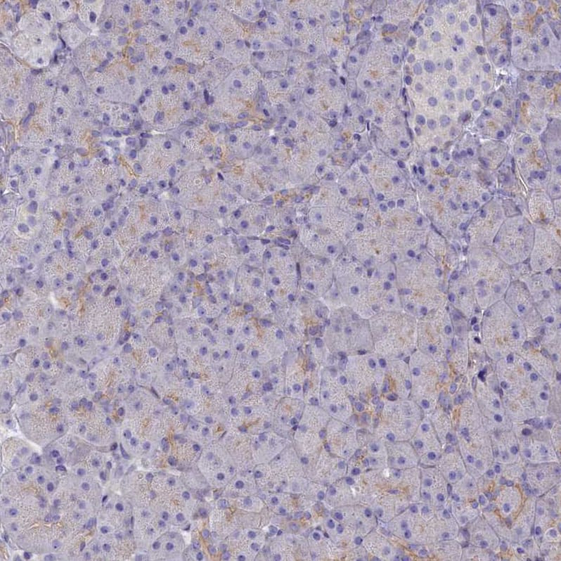 Staining of human pancreas shows very weak positivity in exocrine glandular cells as expected.