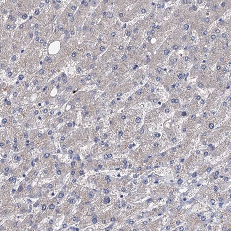 Immunohistochemistry-Paraffin EYA4 Antibody - BSA Free