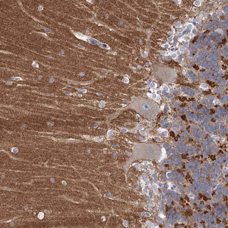 Immunohistochemistry-Paraffin NLRP10/Pynod/NALP10 Antibody - BSA Free