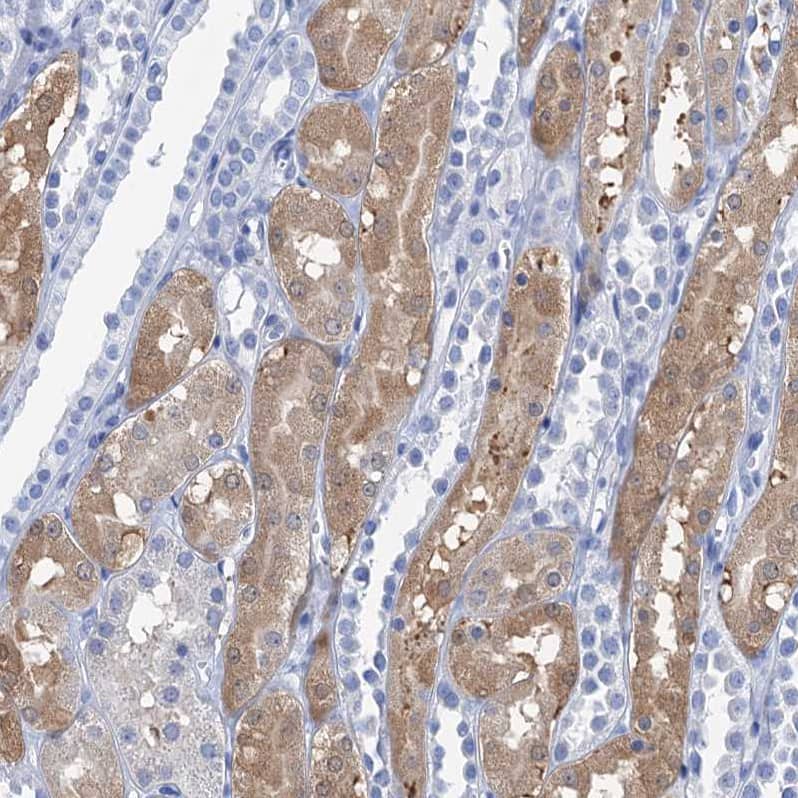 Immunohistochemistry-Paraffin NLRP10/Pynod/NALP10 Antibody - BSA Free